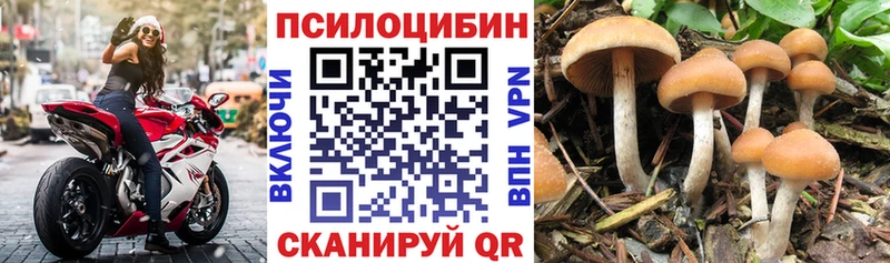 купить цена Наро-Фоминск Галлюциногенные грибы Psilocybe